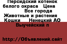 Персидский котенок белого окраса › Цена ­ 35 000 - Все города Животные и растения » Кошки   . Ненецкий АО,Выучейский п.